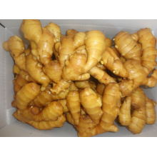 Fournir Fresh Ginger Air-Dry-Ginger en Chine